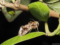 Plusiopalpa adrasta