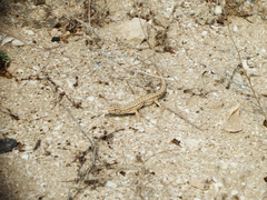 Mesalina brevirostris