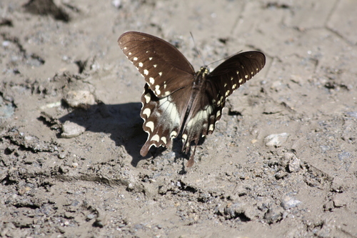 Spicebush swallowtail