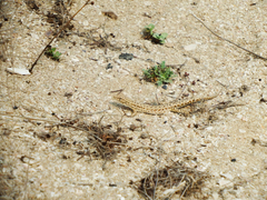 Mesalina brevirostris