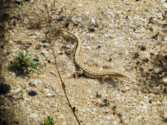 Mesalina brevirostris