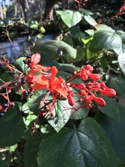Clerodendrum speciosissimum