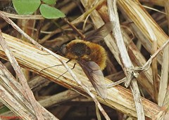 Bombylius mexicanus