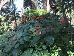 Clerodendrum speciosissimum