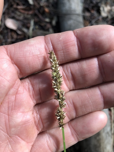 Carex appressa (Carex appressa)