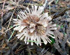 Thelephora caryophyllea