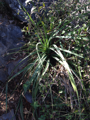 Dasylirion berlandieri