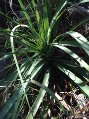 Dasylirion berlandieri