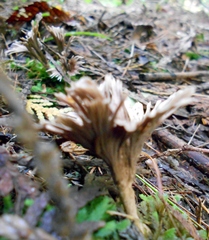 Thelephora caryophyllea