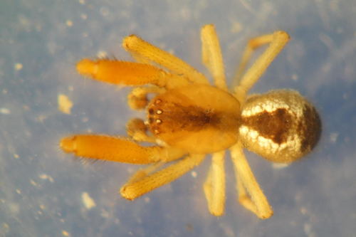 Banded Comb-Footed Spider