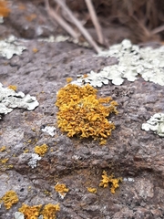 Teloschistes velifer