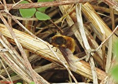 Bombylius mexicanus