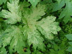 Phytomyza spondylii group