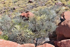 Grevillea pyramidalis