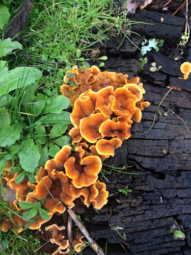 Gauruotoji plutpintė nuotrauka