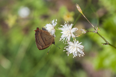 Esakiozephyrus bieti