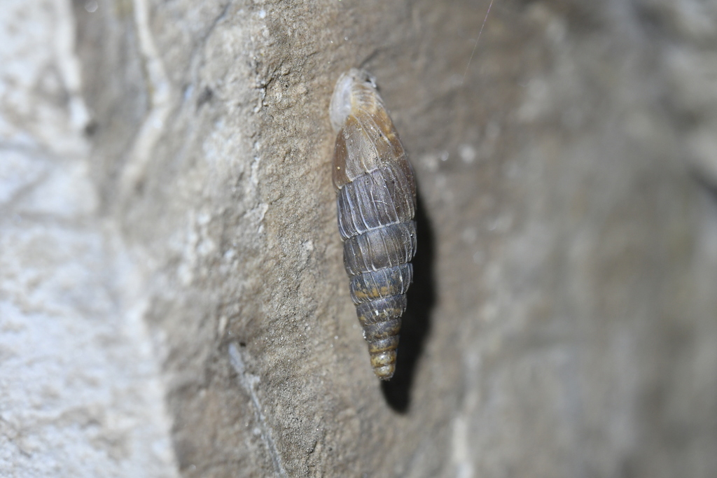 Alopia bielzii