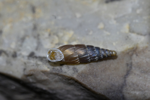 Alopia bielzii observed 2025-09-18