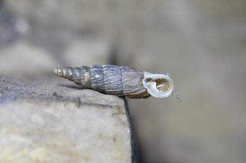 Alopia bielzii observed 2025-09-18