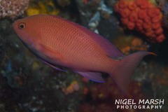 Pseudanthias rubrizonatus