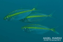 Selaroides leptolepis