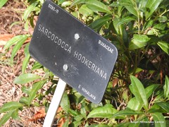 Sarcococca hookeriana