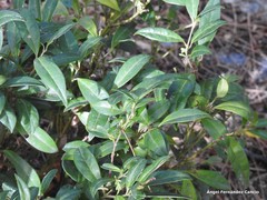 Sarcococca hookeriana