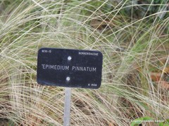 Epimedium pinnatum