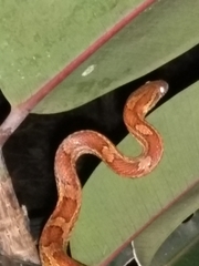 Pantherophis guttatus