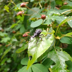 Megalometis spinifer