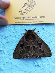 Erythromeris flexilineata