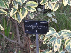 Elaeagnus × ebbingei