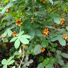 Tropaeolum ciliatum