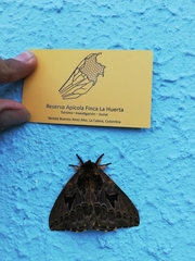 Erythromeris flexilineata