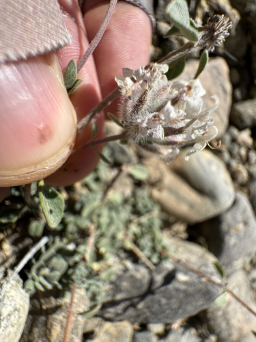 Ziziphora clinopodioides