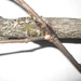 Hymenochaetopsis corrugata - Photo (c) tw1nflower, osa oikeuksista pidätetään (CC BY-NC), lähettänyt tw1nflower