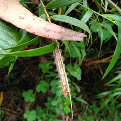 Ormiscodes amphimone