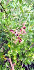 Rhagodia candolleana