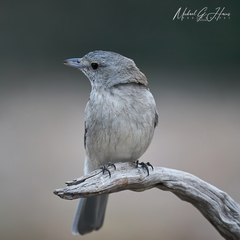 Colluricincla harmonica harmonica