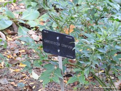 Sarcococca confusa