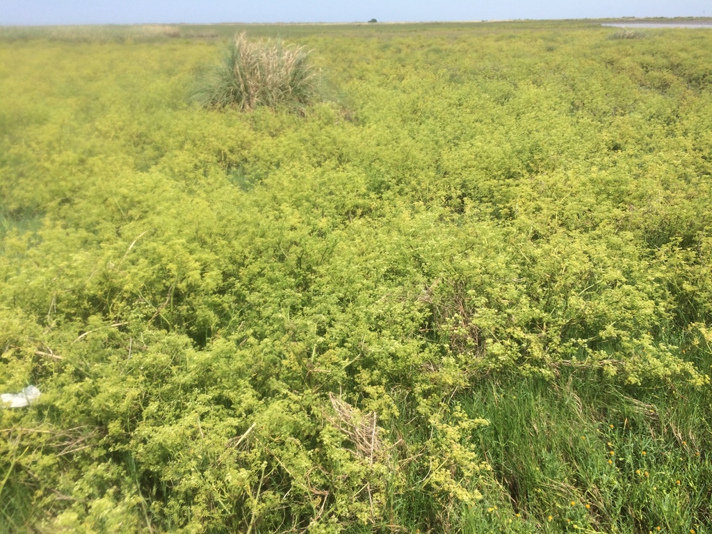 Apium sellowianum