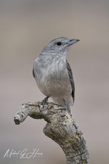 Colluricincla harmonica harmonica