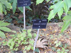 Epimedium × rubrum