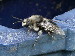 Melecta albifrons