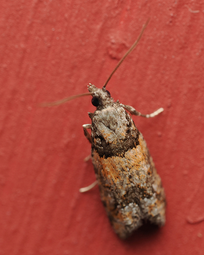 Red-striped Needleworm Moth photo 3