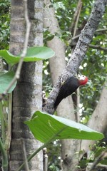 Melanerpes radiolatus