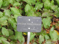 Epimedium perralderianum