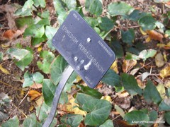 Epimedium perralderianum