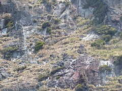 Sula dactylatra tasmani