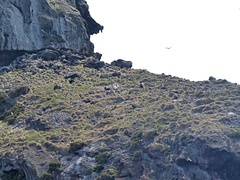 Sula dactylatra tasmani